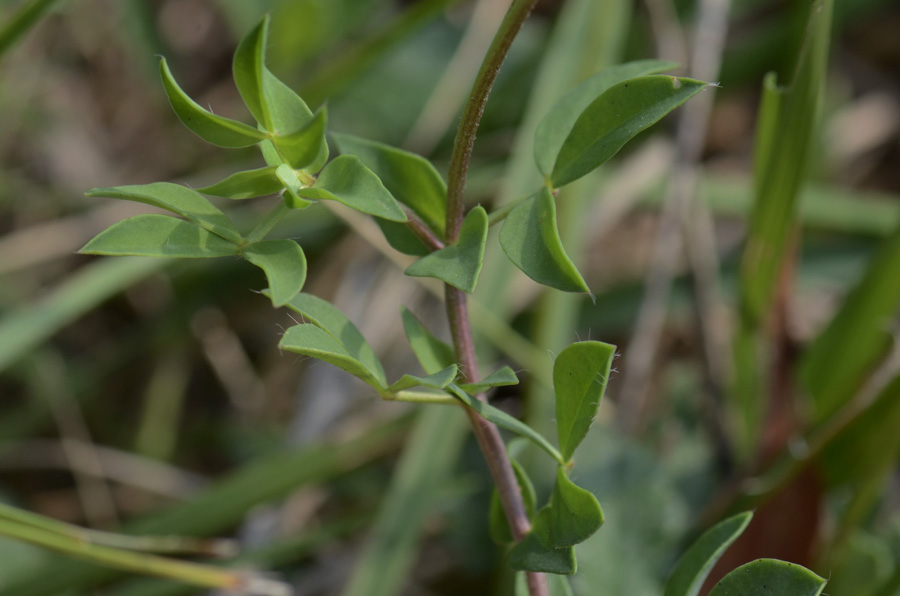 Come si chiama? - Lotus sp